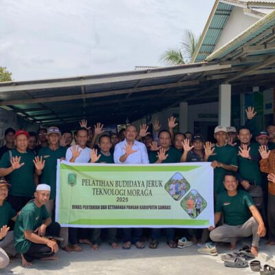 Distan KP Sambas Gelar Pelatihan Budidaya Jeruk dengan Teknik Moraga Kedua Tahun 2025