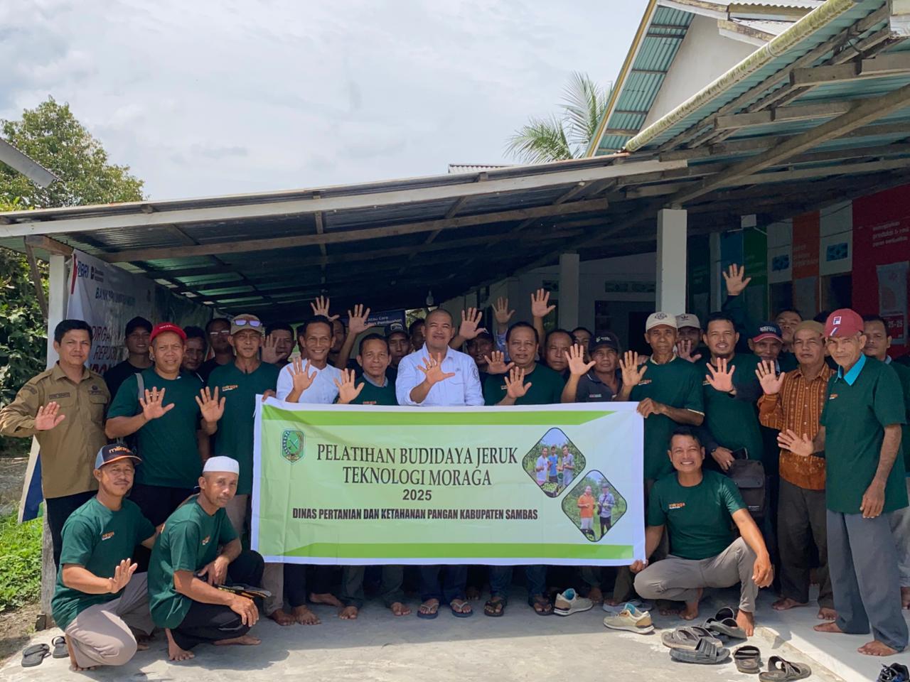 Distan KP Sambas Gelar Pelatihan Budidaya Jeruk dengan Teknik Moraga Kedua Tahun 2025